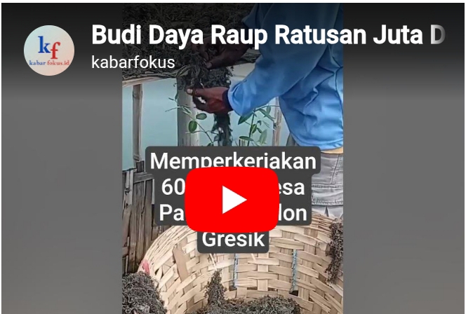 Tanaman Cuan Ratusan Juta Perkerjakan 60 Warga